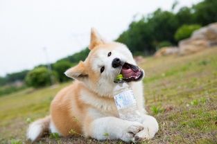 “绝世萌宠，狗狗喂养攻略，轻松上手！”