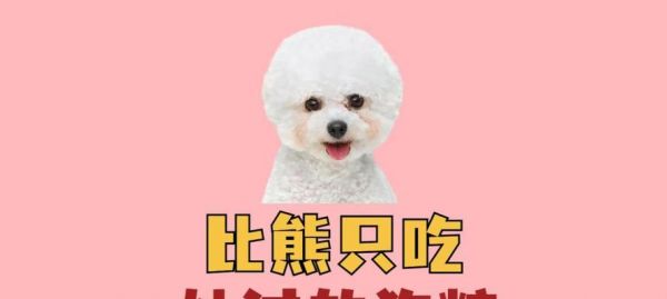 科学合理喂养比熊，让它身体更健康（了解比熊的食量及合理饮食安排，让宠物更健康）