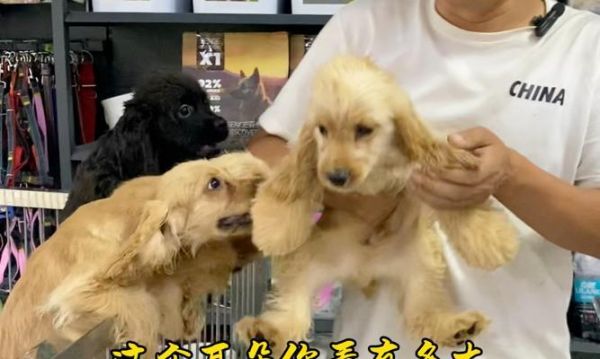 科学喂养可卡犬，让它健康快乐成长（可卡犬的营养需求和喂食技巧）
