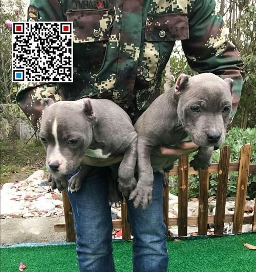 小比特犬喂养指南（宠物爱好者必读，让小比特犬健康成长的方法与技巧）