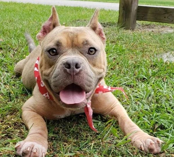 小比特犬喂养指南（宠物爱好者必读，让小比特犬健康成长的方法与技巧）