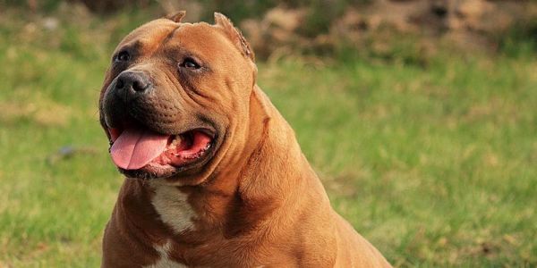 小比特犬喂养指南（宠物爱好者必读，让小比特犬健康成长的方法与技巧）