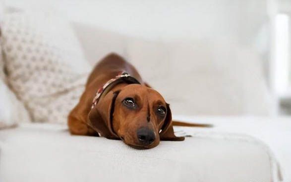德国刚毛指示犬喂养技巧指南