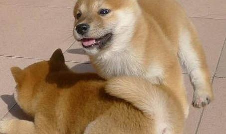 秋田犬喂养技巧有哪些
