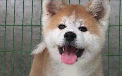 秋田犬喂养技巧有哪些