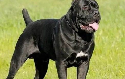 布列塔尼犬喂养技巧指南