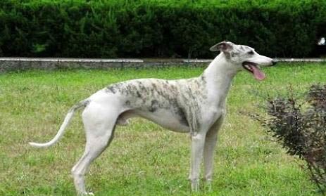 美国比特犬喂养技巧指南