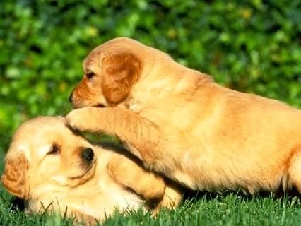 喂柯基犬吃什么好有哪些喂养技巧