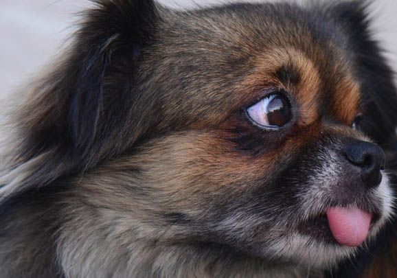伊比赞猎犬喂养技巧指南