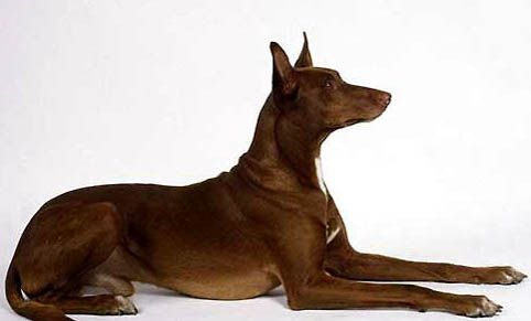 伊比赞猎犬喂养技巧指南
