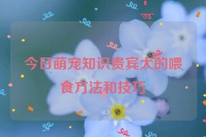 今日萌宠知识贵宾犬的喂食方法和技巧