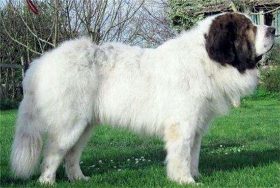 比利牛斯獒犬喂养技巧指南