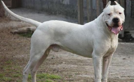 阿根廷杜高犬喂养技巧指南