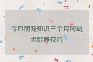 今日萌宠知识三个月的幼犬喂养技巧