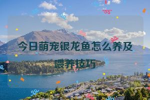 今日萌宠银龙鱼怎么养及喂养技巧