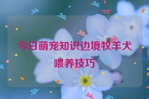 今日萌宠知识边境牧羊犬喂养技巧
