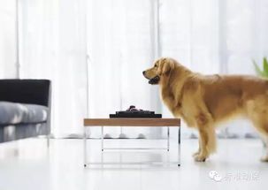 宠物排泄异常，如何纠正？