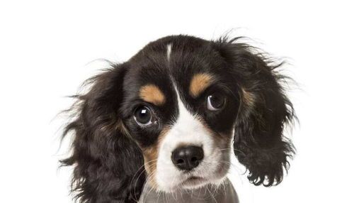 查理士王猎犬，贵族气质宠物犬。