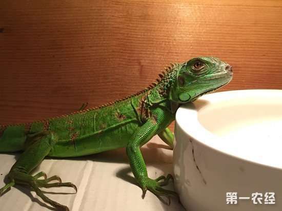 蜥蜴当宠物：选择、饲养、训练？养蜥蜴必备的五大知识点
