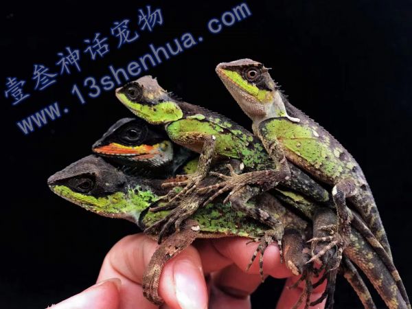 十字领蜥蜴