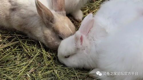 “最易养宠物兔品种”