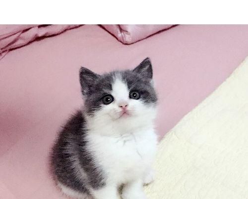 猫咪撞伤急救全攻略（如何快速有效地给宠物进行急救）