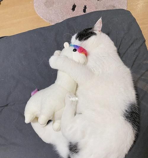 摔了猫一下，怎么办（宠物受伤）