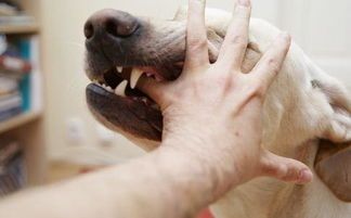 狗狗咬伤，快速处理伤口小技巧！