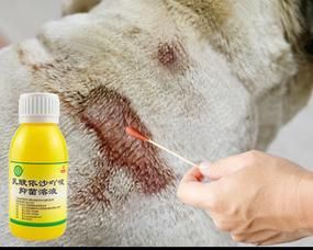 狗狗碰伤口怎么处理？家庭急救步骤有哪些？