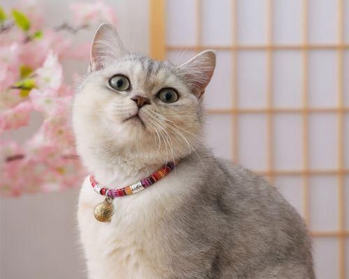 猫咪受伤的危害（宠物健康与安全/猫咪受伤处理）