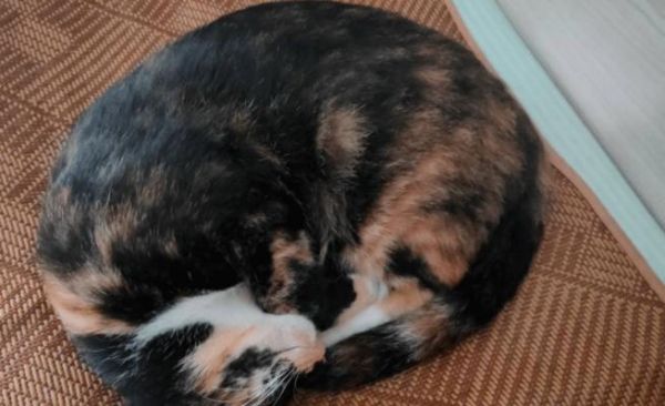 猫咪后腿摔瘸了怎么办？如何进行家庭急救和治疗？