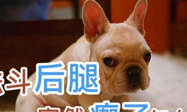 猫咪后腿摔瘸了怎么办？如何进行家庭急救和治疗？