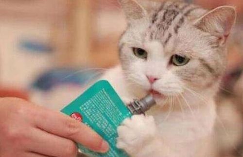 猫爪划伤急救小技巧,宠物主人必看!