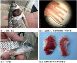 鱼病