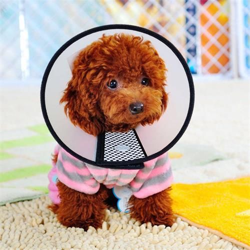 宠物的必需品