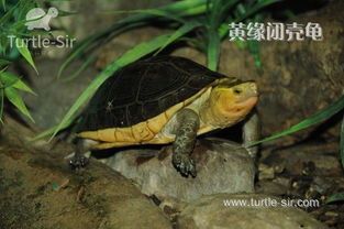 “揭秘宠物龟：为何它总长不大？”