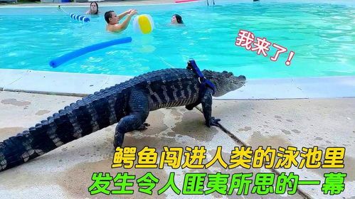 鳄鱼难养，非理想宠物。