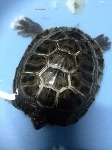 宠物龟壳发白怎么办？