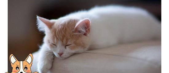 小猫调节体温之全面指南（从宠物小猫的生长发育看如何调节体温）