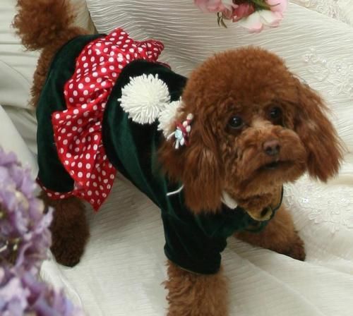 泰迪犬成年几岁（宠物泰迪犬生长发育全攻略）