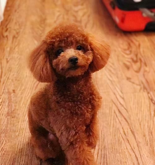 泰迪犬成年几岁（宠物泰迪犬生长发育全攻略）