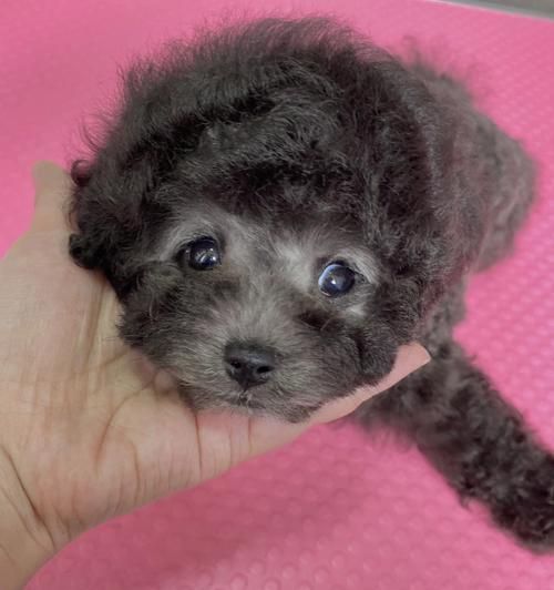 泰迪犬成年几岁（宠物泰迪犬生长发育全攻略）