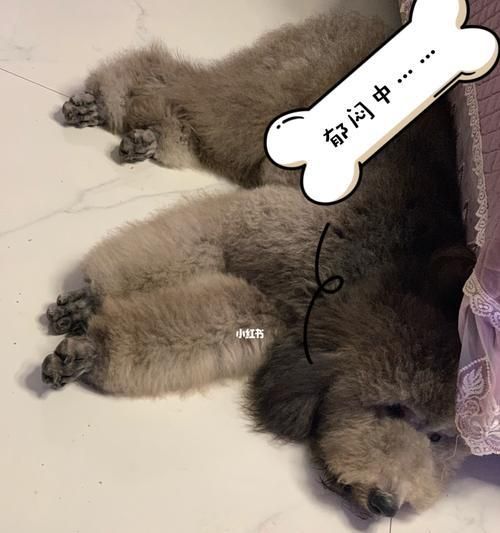 小狗来月经期间还能继续生长吗？