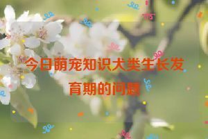 今日萌宠知识犬类生长发育期的问题