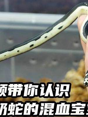 一条视频带你认识王蛇和奶蛇的混血宝宝 #爬宠 #家有爬宠 #宠物蛇 #奶蛇 #王蛇 #萌宠出道计划