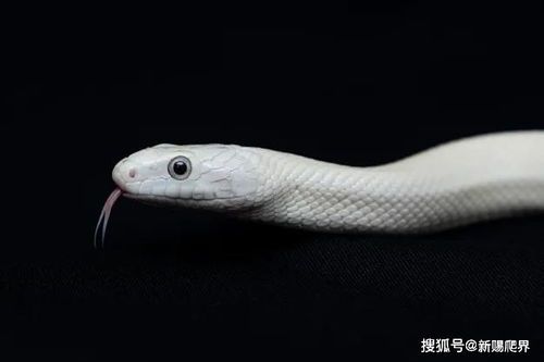 白纹蛇，优雅宠物伴侣。