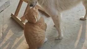 猪是蛇的克星，宠物界传奇！