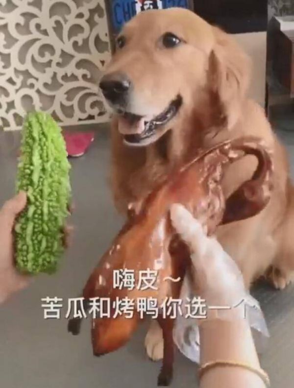 猪是蛇的克星，宠物界传奇！