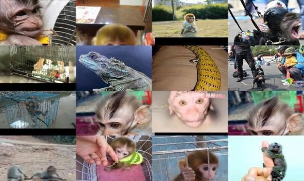 印尼宠物猴多少钱一只