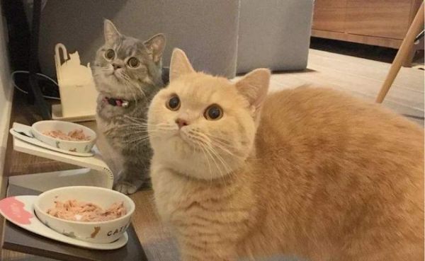 猫咪怎么能吃胖（宠物主人必看的饮食指南）